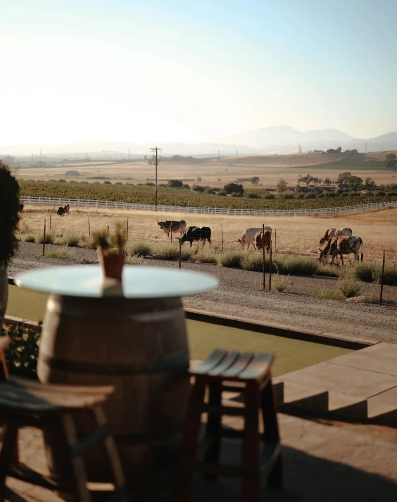 Scenic vineyard vista from a winery patio with horses grazing in a pastoral landscape.