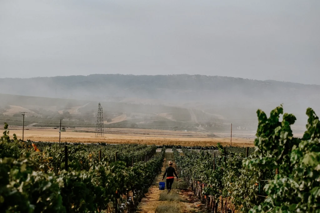 Worker walking through a foggy vineyard with green grapevines and misty hills in the background.